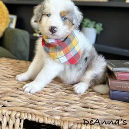 Aussiedoodle, Bernedoodle, and Sheepadoodle Puppies from DeAnna’s Doodles