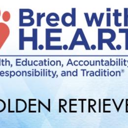 Golden Retrievers from Golden Meadow