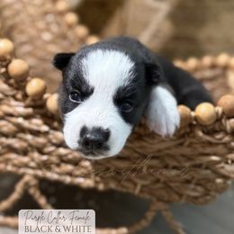 Midnight - Black and white female Siberian Husky puppy in Manteca, California from Wolves with Amor