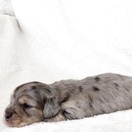 Destiny (PET ONLY) - Dapple female Dachshund puppy in Fairfax, Iowa from Grayson’s Lovable Dachshunds