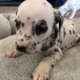 Nick Jonas - White and black male Dalmatian puppy in Fort Cavasos, Texas from Mainstreet Dalmation