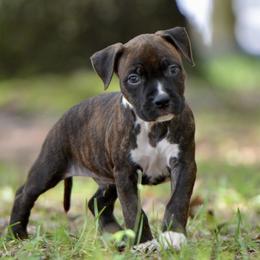 The Free Spirit - Brown brindle male American Staffordshire Terrier puppy in St. Augustine, Florida from LBK & Ancient City