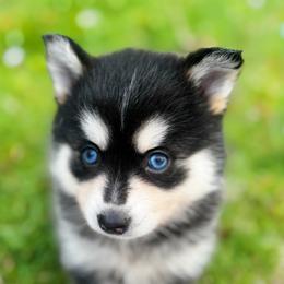 Cali - Black and white female Pomsky puppy in Bolton, Connecticut from Elle Pomsky