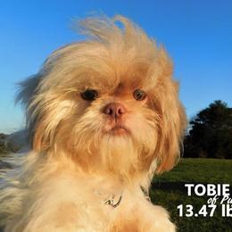 Tobie - Shih Tzu