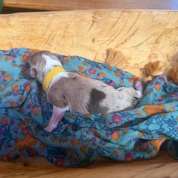Starry (yellow) - Red merle female Aussiedoodle puppy in Watertown, Wisconsin from Little Bear Paws Aussiedoodles