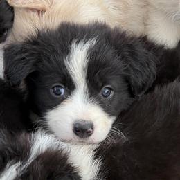 Cullen - Black and white male Border Collie puppy in Lakeview, Michigan from Haven Creek Farm