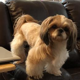 Paxton - Shih Tzu