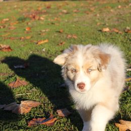 Australian Shepherd Puppies from Blossom Hill Aussies