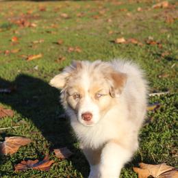 Australian Shepherd Puppies from Blossom Hill Aussies