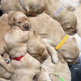 Golden Retriever puppies from North Star Goldens