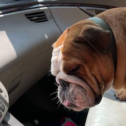 Ruby - Bulldog