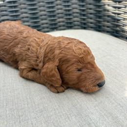 Blue - Red  male Poodle puppy in Pasco, Washington from Dayton Farms
