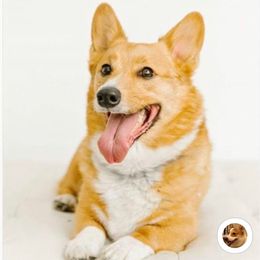 Pembroke Welsh Corgi All Grown Up from AKC