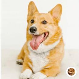Pembroke Welsh Corgi All Grown Up from AKC