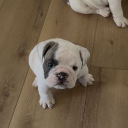 Brutus - White male Bulldog puppy in Aiken, South Carolina from Barden Family Bulldogs