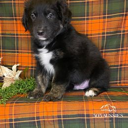 Australian Shepherd Puppies from 303 Aussies