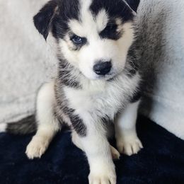 Boy 2- Beefcake - Black and white Siberian Husky puppy in Eagle Mountain, Utah from Justins Huskies, Aluskies and Pomskis