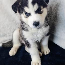 Boy 2- Beefcake - Black and white Siberian Husky puppy in Eagle Mountain, Utah from Justins Huskies, Aluskies and Pomskis