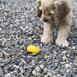 Cocker Spaniel Puppies from Sweet Cockers
