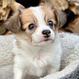 Ember - Red female Papillon puppy in Young, Arizona from Papillons in Arizona