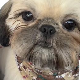 Juno Mars - Gold male Shih Tzu puppy in League City, Texas from Mosley Shih Tzu