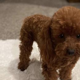 Poodles from Diva’s Designer Dogs