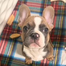 Boy 3 - Blue male French Bulldog puppy in Spanaway, Washington from Frog Faced Frenchies