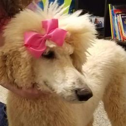 Poodles from Snow Poodle Standards