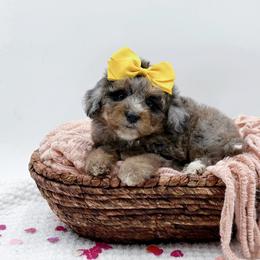 Lainey - Blue merle female Bernedoodle puppy in Statesville, North Carolina from Doodle Babies