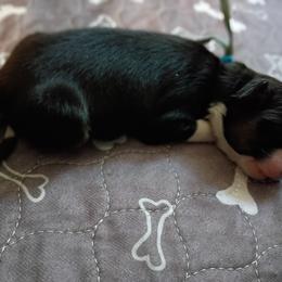 Slate (blue) - Black tri-color male Australian Shepherd puppy in Okeechobee, Florida from Rothsolid Puppies