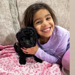 Cavapoo, Cockapoo, Goldendoodle, and Maltipoo Puppies from Perdue Puppies