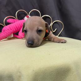 Taz - Red fawn male Italian Greyhound puppy in Lancaster, Missouri from White Stone Ranch
