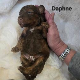 Girl 2p - Sable female Bernedoodle puppy in Galt, Missouri from Only Doodles!