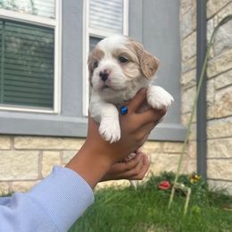 Jefferson - Red and white Cockapoo puppy in Elgin, Texas from Good Grief Doodles