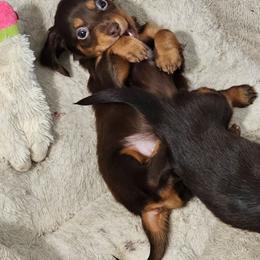 Caramello - Chocolate and tan male Dachshund puppy in Sturtevant, Wisconsin from Nicole's Dachshunds
