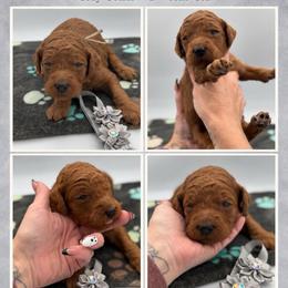 Hazel - Red  female Poodle puppy in Mount Vernon, Illinois from AMC Poodles