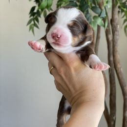 Aussiedoodle and Miniature Australian Shepherd Puppies from Go West Mini Aussies