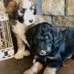 Aussiedoodle, Goldendoodle, Poodle, and Saint Berdoodle Puppies from Rocky Ridge Ranch