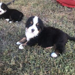 Bernese Mountain Dog Puppies from Blakener’s Bernese mountain dogs