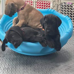 Great Dane Puppies from VanDelft Danes