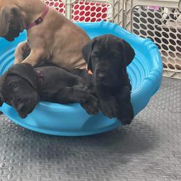 Great Dane Puppies from VanDelft Danes