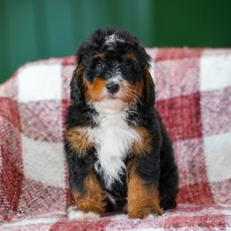 Carson - Tri-color male Bernedoodle puppy in Dundee, Ohio from Down Home Doodle