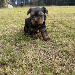 Boy 1 - Black and tan male Yorkshire Terrier puppy in Zebulon, North Carolina from Eastern Wake Yorkies