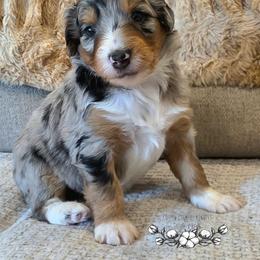 Kennedy - Blue merle female Aussiedoodle puppy in Vinemont, Alabama from Cotton Country Kennels
