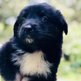 Freedom - Black tri-color male Australian Shepherd puppy in Tallapoosa, Georgia from Foxhaven Farms Aussies