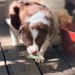 Shasta - Chocolate female Border Collie puppy in Lebanon, Oregon from Cahill’s Canines