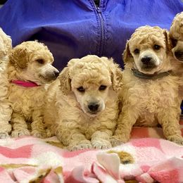 Poodle Puppies from Zoelle Poodles