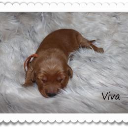 Viva - Dark golden female Golden Retriever puppy in Anson, Texas from Diamond Bar N Ranch