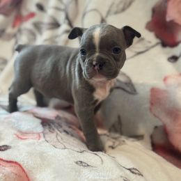 Sylvia - Blue female Boston Terrier puppy in Spokane Valley, Washington from Saltese Acres Boston Terriers