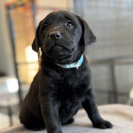 Bluey - Black female Labrador Retriever puppy in Owosso, Michigan from Bennington Retrievers